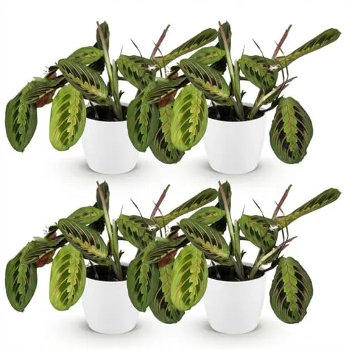 Green boutiQ - Zimmerpflanze - Maranta Fascinator Tricolour - Gebetsblatt - Haustierfreundliche Pflanze - Grün - 4 Pflanzen - mit Potter Weiß - Topf 12cm - Höhe 25cm