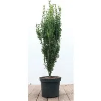 Ilex crenata 'Fastigiata', Japanische Stechpalme, immergrün, 60–80 cm - Blumen & Stauden – Eleganter, immergrüner Säulenholly mit robustem Wuchs, ideal für Hecken und städtische Gärten, winterhart bis -15 °C.