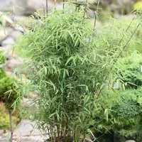 Schirmbambus 125-150cm - Fargesia murielae