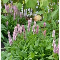 Kerzenknöterich Rowden Gem - Persicaria amplexicaulis