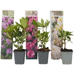 Plant in a Box - Rhododendron 3er Mischung - Lila, Weiß & Rosa - Hecken & Sträucher - Immergrüne Rhododendren mit leuchtenden Blüten, ideal für Ihren Garten. Lieferung in stabilen Töpfen mit 25-40cm Höhe.