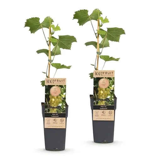 Green boutiQ - Obstpflanze - Vitis vinifera Lakemont - Weintraubenpflanze - Winterhart - Goldgelbe Traube - 2 Pflanzen - Topf 15cm - Höhe 50cm