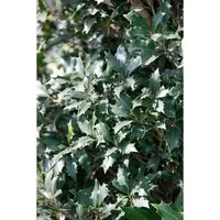Osmanthus heterophyllus 'Purpureus' - Duftblüte mit violetten Blättern - Immergrüner Strauch für Hecken, bietet ganzjährig Struktur mit dunkelvioletten Blättern. Pflegeleicht, winterhart bis -20 °C, ideal für Gartenanfänger und erfahrene Gärtner.