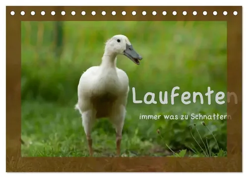 Angela Münzel-Hashish - Www. Tierphotografie. Com | Laufenten immer was zu...