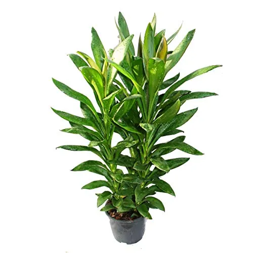 Exotenherz Cordyline fruticosa - Keulenlilie im 19cm Topf - Dekorative Zimmerpflanze mit leuchtenden Farben, ideal für helle Standorte. Die Keulenlilie bringt Farbe und Frische in Ihr Zuhause.
