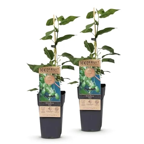 Green boutiQ - Obstpflanze - Actinidia arguta Issai - Kiwi-Pflanze - Selbstbestäubend - Grüne Frucht - 2 Pflanzen - Topf 15cm - Höhe 50cm