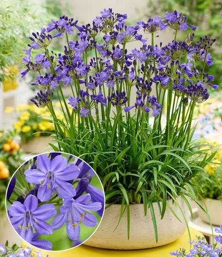 BALDUR Garten Zwerg-Agapanthus 'Fairy Blue®' Knolle - Wunderschöne, kompakte Pflanze mit intensiven blau-violetten Blüten, ideal für sonnige Standorte. Pflegeleicht und mehrjährig, perfekt für jeden Garten.