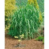 Pflanzen für Dich Gräser Miscanthus giganteus Aksel Olsen - Riesen-Chinaschilf - Gräser, winterhart und hochwachsend bis 3,5 m, ideal als Sichtschutz und ökologisch wertvoll für Insekten.