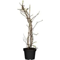 Kletterhortensie Hydrangea petiolaris, 40–60 cm - Blumen & Stauden, winterhart bis -20 °C und ideal für schattige Standorte, wächst schnell und eignet sich perfekt zur Begrünung von Wänden und Pergolen.