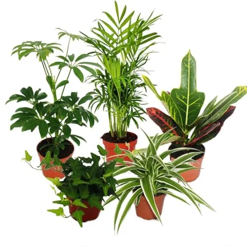 Exotenherz Zimmerpflanze Set mit 5 Pflanzen - 9cm Topf - Vielfältiges Zimmerpflanzen-Set mit Chamaedorea, Croton, Schefflera, Chlorophytum und Hedera, ideal für ein grünes Zuhause und frische Luft.