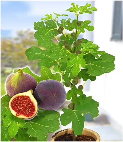 BALDUR Garten Frucht-Feige 'Rouge de Bordeaux' klein,1 Pflanze, große Mengen köstliche Feigen, winterhart bis –15 °C, selbstfruchtend, mehrjährig, ideal für Garten & Kübel, pflegeleicht