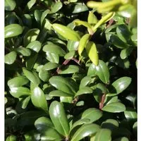 Löffel Ilex Glorie Dwarf 15-20cm - Ilex crenata