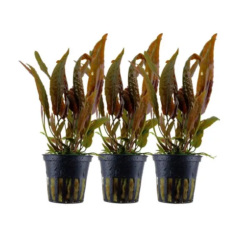 Aquaone Wasserpflanze 3 Stück Cryptocoryne usteriana Nr.120 - Schöne und pflegeleichte Wasserpflanzen für Ihr Aquarium, fördern ein gesundes Aquarienklima und bieten Versteckmöglichkeiten für Fische.