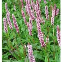 Schneckenknöterich Darjeeling Red - Persicaria affinis