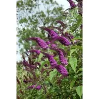 Buddleja 'African Queen' Schmetterlingsstrauch 80-100 cm - Blühende Zimmerpflanzen, bienenfreundlich mit tiefvioletten Blüten, die von Juli bis Oktober blühen und einen angenehmen Duft verströmen.