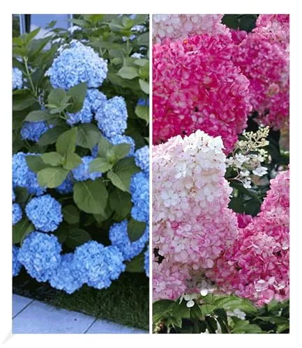 BALDUR Garten Winterhart Hortensien-Sortiment Hydrangea blau und rosa, 2 Pflanzen Freiland-Hortensie 'Vanille Fraise® und Bauern-Hortensie 'Générale Vicomtesse de Vibraye®', blühend