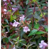 Abelia Edward Goucher 40-60cm - Abelia grandiflora
