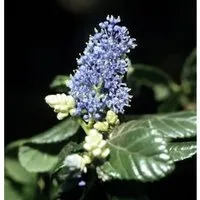 Hochstamm Säckelblume Victoria 80-100cm - Ceanothus impressus