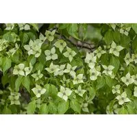 Cornus kousa chinensis 'China Girl' - Chinesischer Blumen-Hartriegel mit weißen Blüten - Ziergehölz mit cremeweißer Blütenpracht, ideal für halbschattige Standorte. Pflegeleicht, winterhart bis -20 °C und perfekt für Gartenanfänger.