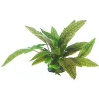 Dennerle Plants Aquariumpflanze Cryptocoryne X Pupurea In-Vitro