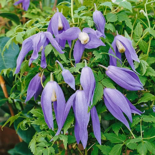 Clematis Alpina Frances Rivis - Elegante Kletterpflanze in Blau - Die Clematis alpina ‘Frances Rivis’ begeistert mit glockenförmigen, blauen Blüten im Frühjahr. Ideal für Rankgitter oder als Kübelpflanze, bringt sie Anmut und Zierde in jeden Garten.