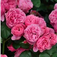 Hochstamm Rose Leonardo da Vinci 60-80cm - Rosen, winterhart und blühfreudig von Juni bis Oktober, ideal für Garten und Kübel, mit buschiger Krone auf Stamm veredelt.