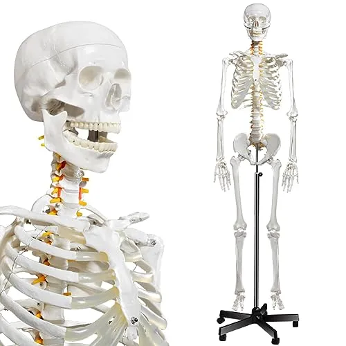 breesky Menschliches Skelett-Modell für Anatomie, lebensgroß, medizinisches menschliches Skelett-Modell mit Nervensystem, 179,8 cm, mit Rollständer Studium und Ausstellung von 3 Postern