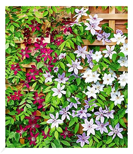BALDUR Garten Winterharte Clematis Triologie - Bienen- und Schmetterlingsfreundlich - Blumensamen & -pflanzen: Pflegeleichte Kletterpflanze mit auffälligen, handtellergroßen Blüten in 3 Farben, ideal für einen blühenden Garten über viele Monate.