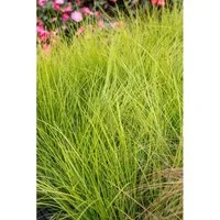 Carex Brunnea Camara Japan-Segge Grün 2 Liter Container
