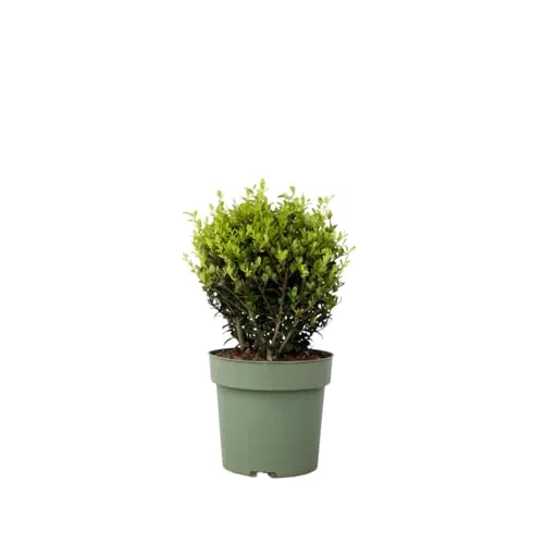 Plant in a Box - Japanische Stechpalme - Ilex crenata 'Jenny' - Höhe 30-40cm - Topf 17cm - Buchsbaum alternativ - Immergrüner Strauch - Gartenpflanze
