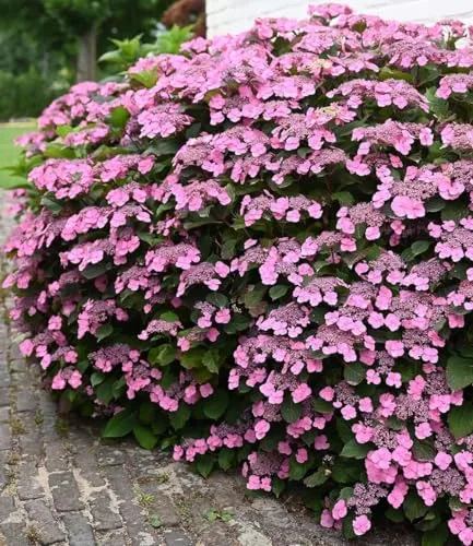 BALDUR Garten 1x Hortensie 'Pink Lace' im 13 cm-Topf – Bienenfreundliche Blühpracht - Wunderschöne Hortensie mit langer Blütezeit von Juni bis Oktober. Ideal für Beet und Kübel, winterhart und mehrjährig. Geringer Pflegeaufwand und mittlerer Wasserbedarf machen sie zur perfekten Wahl für jeden Garten.