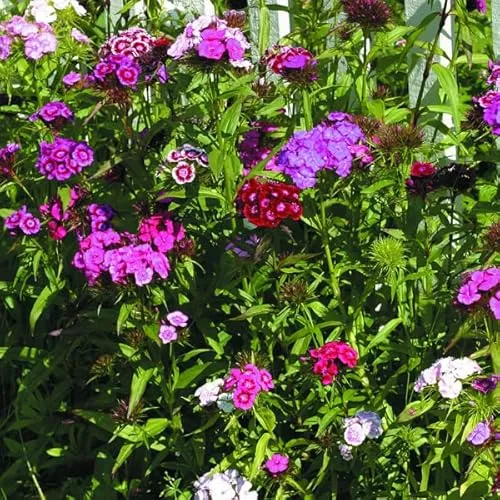 Bartnelke Flieder 'Indianer Teppich' - Dianthus Barbatus 'Indianer Teppich' Topf 9x9cm: Duftende, lila Blüten, perfekt für Bauerngärten und duftende Beete. 6 x