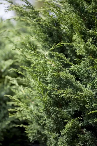Pflanzen für Dich Konifere Juniperus virgin. 'Canaertii' - Immergrüner Wacholder für Ihren Garten - Ziergehölz mit eleganter, säulenförmiger Wuchsform. Ideal als Solitär oder Sichtschutzhecke, pflegeleicht und windfest, bringt das ganze Jahr Struktur in Ihren Garten.