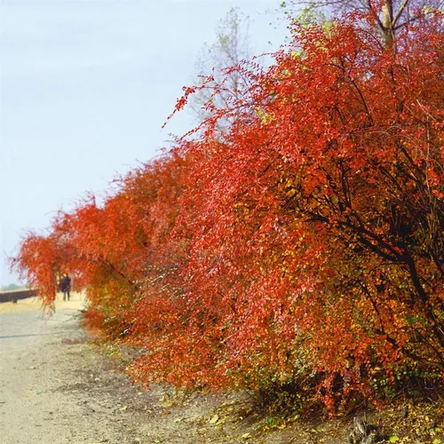 Cotoneaster acutifolius 100-125 cm – Robuster Zierstrauch - Die Pekingmispel ist ein vielseitiger Zierstrauch, der mit seinen schönen Blüten und herbstlichen Laubfarben begeistert. Ideal für Hecken und als Solitär, pflegeleicht und winterhart.