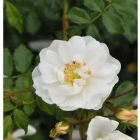 Hochstamm Rose Diamant 80-100cm