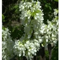 Kanadischer Judasbaum Shirobana 30-40cm - Cercis canadensis