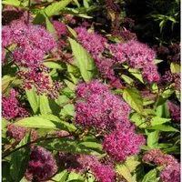 Sommerspierstrauch Zigeunerblut 20-30cm - Spiraea japonica
