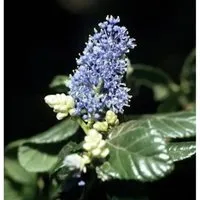 Hochstamm Säckelblume Victoria 40-60cm - Ceanothus impressus - Sträucher mit reichhaltiger, tiefblauer Blüte von Mai bis Juli. Auf Stamm veredelt, ideal für pflegeleichte Gärten.