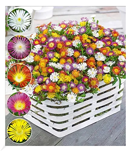 BALDUR Garten 5er Set Winterharte Eisblumen Wheels of Wonder® - Bienenfreundliche, mehrjährige Pflanzen im 9x9 cm-Topf, ideal für sonnige bis halbschattige Standorte. Geringer Pflegeaufwand und trockenresistent – perfekt für bunte Akzente im Garten.