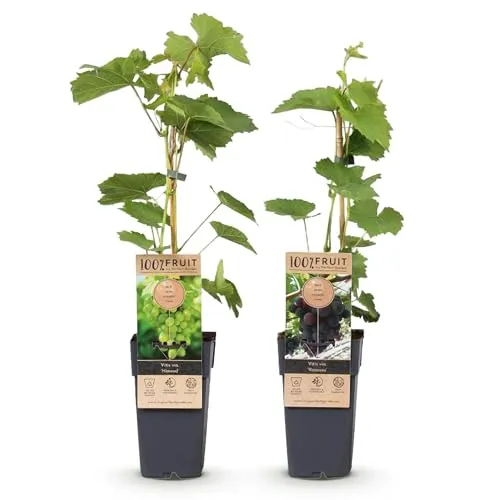 Green boutiQ - Obstpflanze - Vitis vinifera Himrod - Vanessa - Weinrebe - Kernlos - Blaue & Weiße Traube - 2 Pflanzen - Topf 15cm - Höhe 50cm