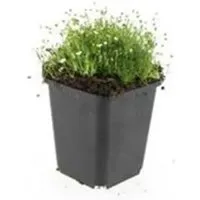 Exotenherz Bodendecker Steingarten Sternmoos Sagina Subulata 9cm Topf Set mit 12 Pflanzen