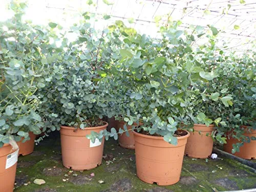 gruenwaren jakubik XXL Eucalyptus Gunni Gunnii Busch - Kräutersamen & -pflanzen, 2 winterharte Eucalyptus Pflanzen, 45-60 cm hoch, ideal für Garten und Balkon, bringt mediterranes Flair in Ihr Zuhause.