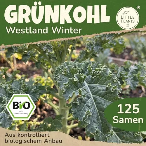 Little Plants BIO Grünkohl Samen 125 Grünkohlsamen Westland Winter Gemüsesamen Samenfest für Gemüsegarten