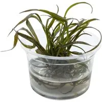 Dennerle Plants Spiral-Wasserkelch Red Topf-Ø ca. 7 cm Cryptocoryne spiralis