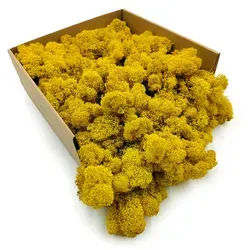Rentierflechte – Finnisch – Gereinigt – Gelb – 250 G Netto