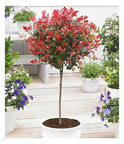 BALDUR Garten Photinia-Stämmchen "Little Red Robin®" - Immergrünes, winterhartes Stämmchen mit glänzendem Blattlaub, ideal für Balkon und Garten. Schnellwachsend und pflegeleicht, bietet es ganzjährig einen Blickfang.