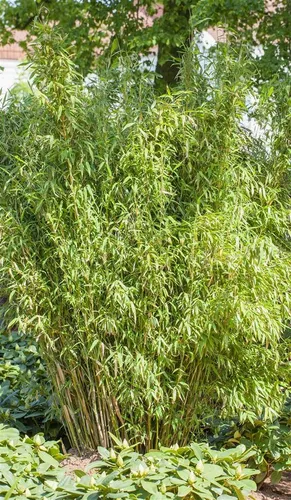 Fargesia murieliae 'Standing Stone' - Winterharter Gartenbambus - Heckenpflanzen, eleganter, dicht wachsender Muriel-Bambus, ideal als Sichtschutz und bienenfreundlich, pflegeleicht und nicht invasiv.