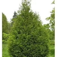 Riesen Lebensbaum Atrovirens 40-60cm - Thuja plicata