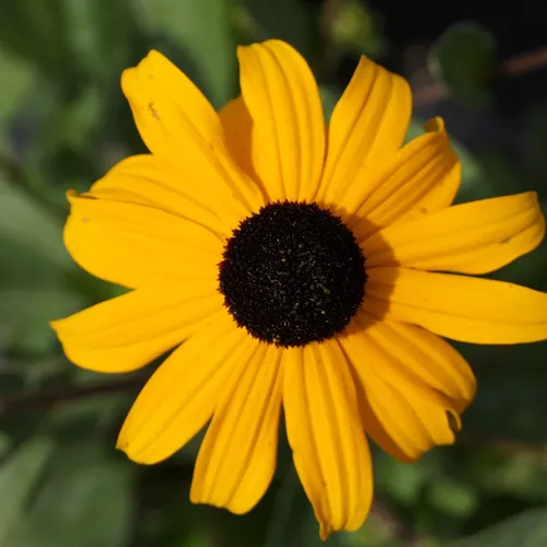 Blumixx Stauden Rudbeckia fulgida VAR. sullivantii 'Goldsturm' - Sonnenhut im 0,5 Liter Topf goldgelb blühend