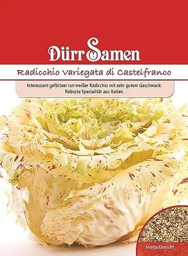 Radicchio Samen Variegata di castelfranco Chicoree Zichoriensalat Rot Weißer Radicchiosamen Salat ca 150 Korn Saatgut Balkon Garten Hochbeet Kübel Dürr Samen
